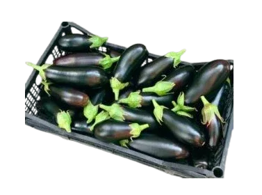 AUBERGINE DUTCH BOX - Kashmir Watan Foodstores