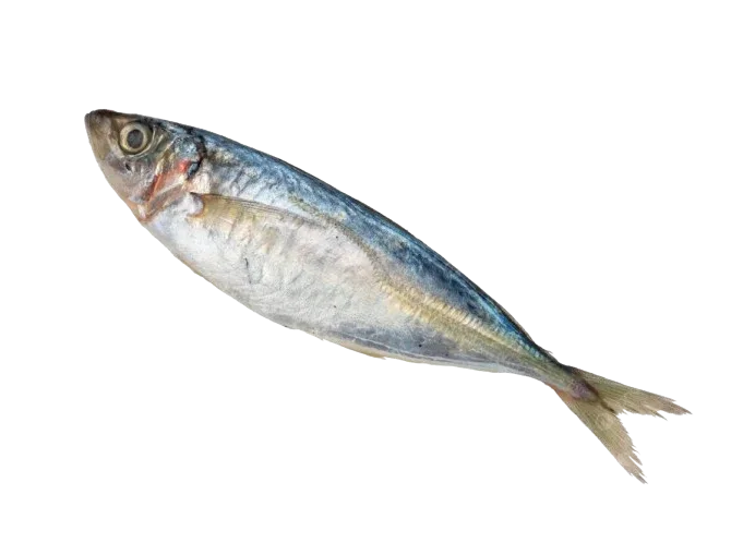 MACKEREL SPANISH/SCOTISH - Kashmir Watan Foodstores