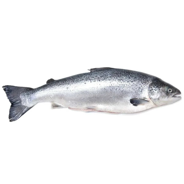 Fresh Fish