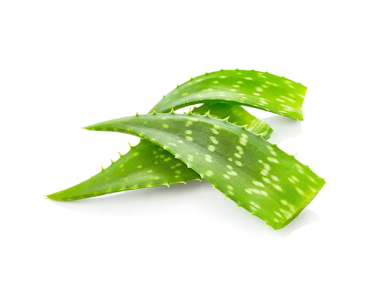 ALOE VERA FRESH - Kashmir Watan Foodstores