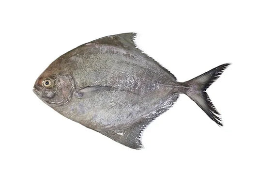 BLACK POMFRET - Kashmir Watan Foodstores