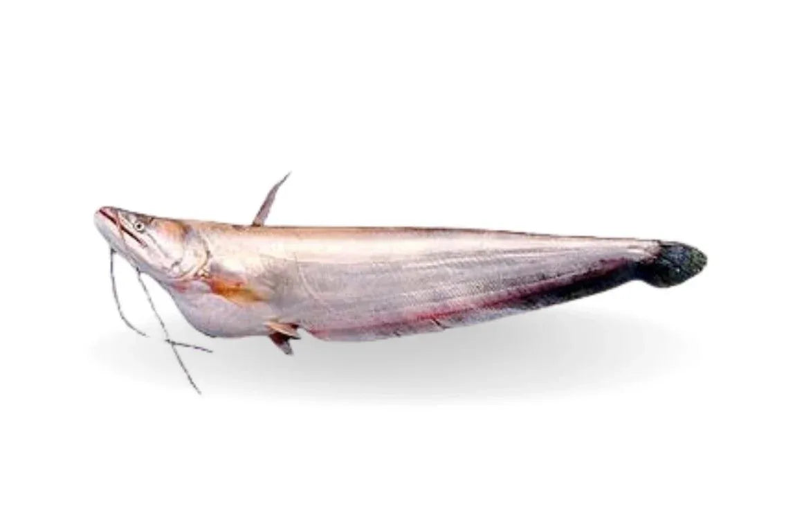 BOAL BANGLA - Kashmir Watan Foodstores