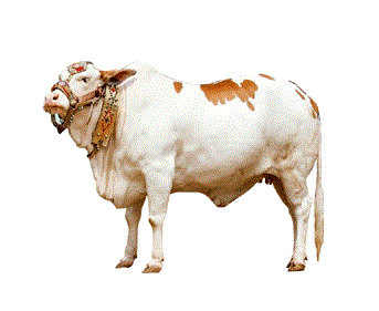 Cow Qurbani
