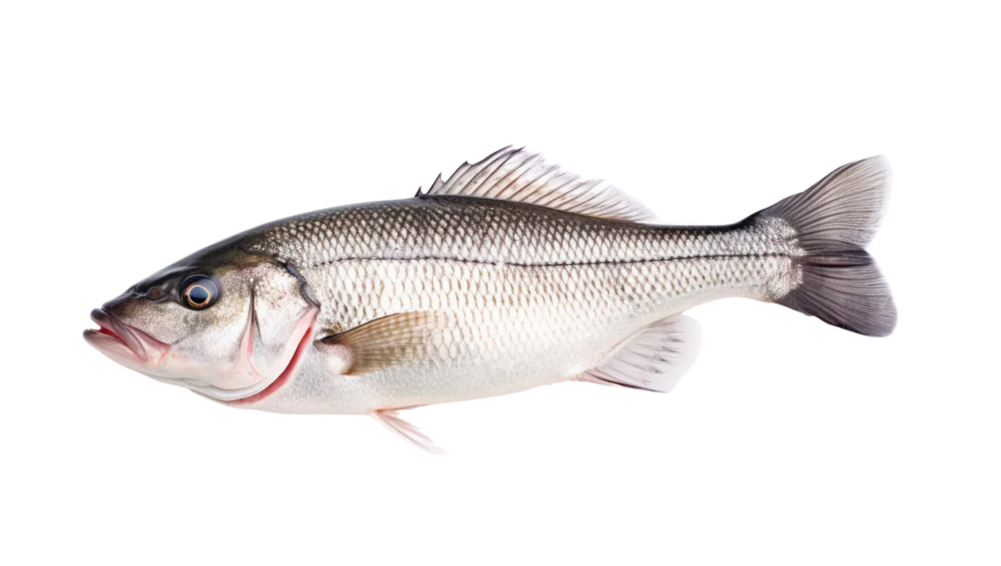 SEA BASS FISH CUT - Kashmir Watan Foodstores