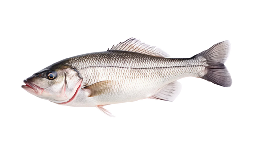 SEA BASS FISH CUT - Kashmir Watan Foodstores
