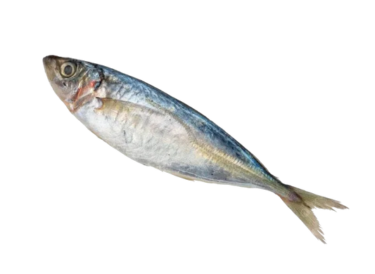 MACKEREL SPANISH/SCOTISH - Kashmir Watan Foodstores