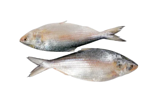 HILSHA MAYANMAR FISH - Kashmir Watan Foodstores