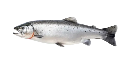 SALMON FISH PER KG - Kashmir Watan Foodstores